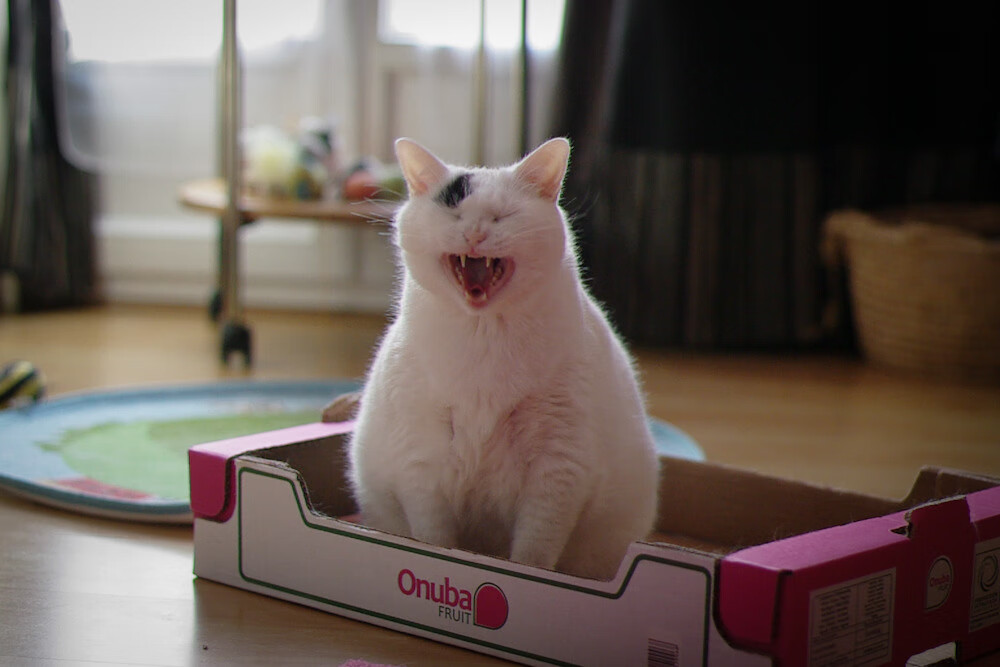 读秒绝杀!奥斯梅恩头槌定乾坤,里昂上演欧冠不朽逆转