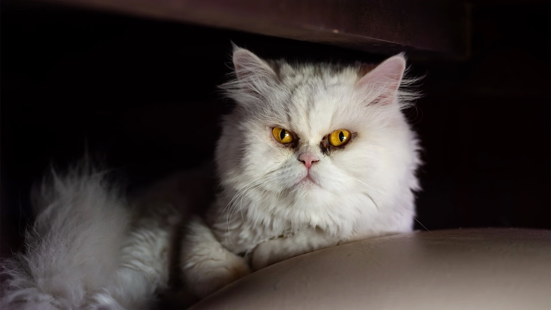 绿茵与硬木的共舞,当欧冠之夜遇见完美伦纳德