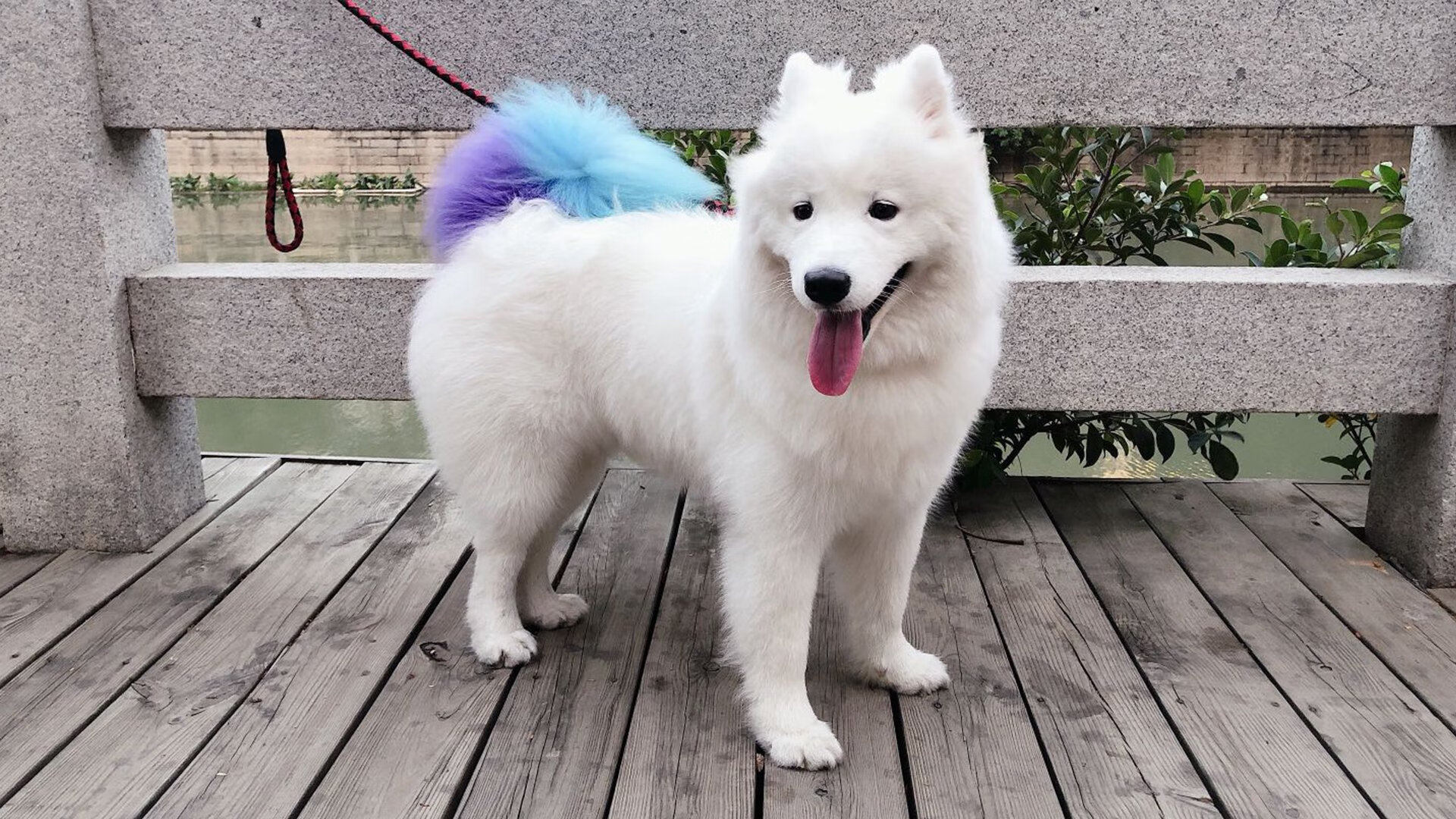 利剑出鞘,奥运关键夜,赖斯凭何无人可挡?