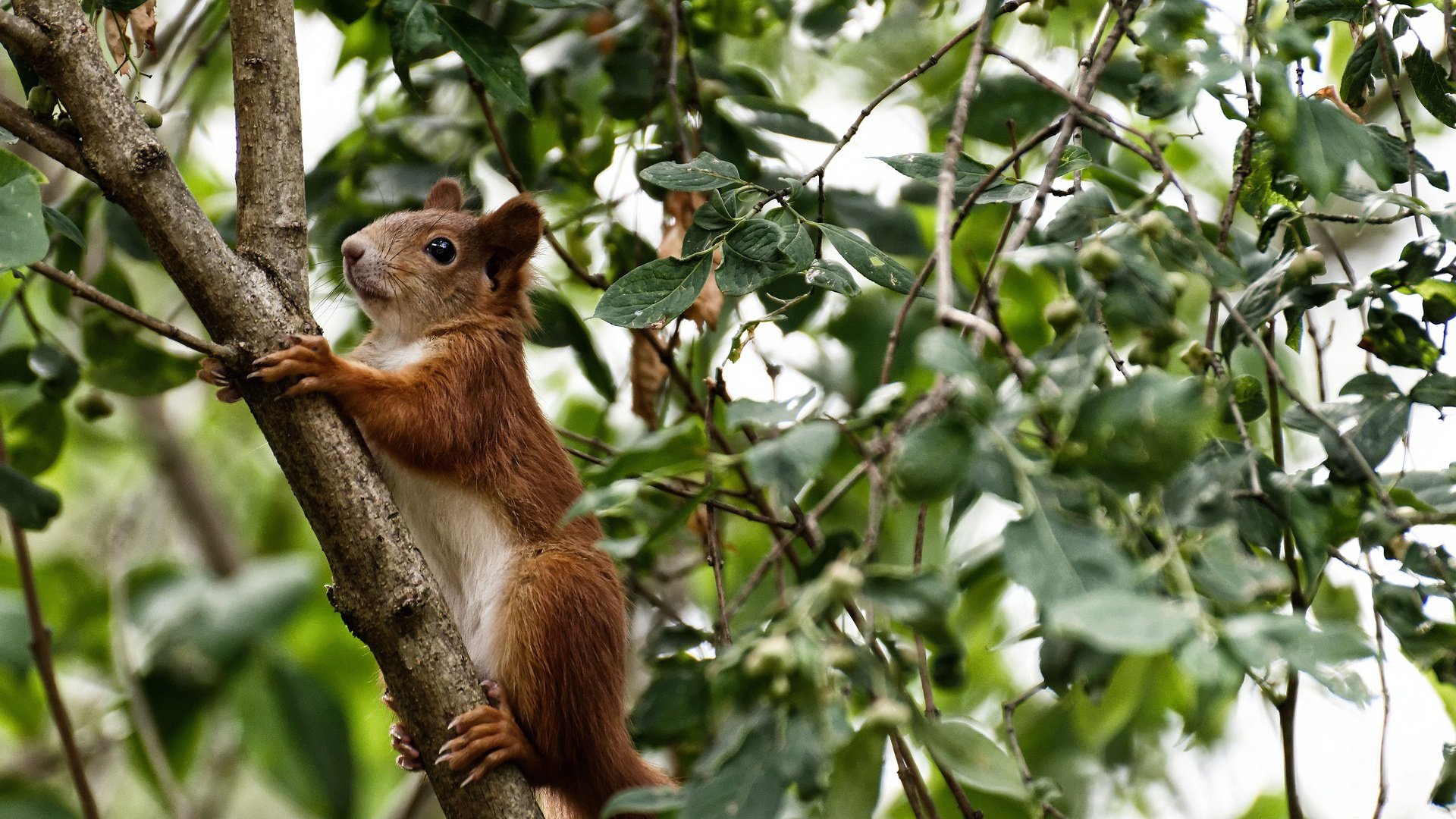 巴斯托尼一传一射导演逆转,佛罗伦萨稳稳拿下哥斯达黎加