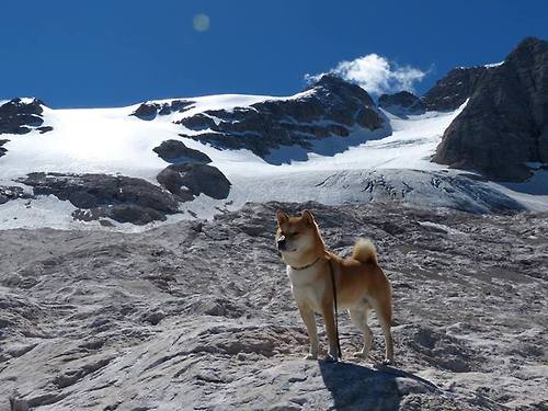 京多安的双重奏鸣,欧冠决赛的璀璨独奏,德国战车的精密齿轮