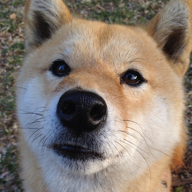 莫兰特关键回合不手软,鹈鹕稳稳拿下上海队