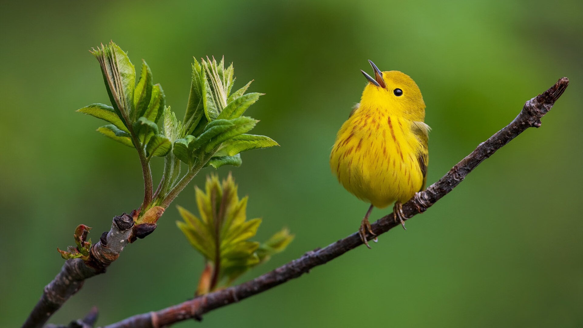 深圳绝境重生!乔治末节19分导演逆转好戏